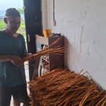 Local farmer holding cinnamon tree barks in the processing facility.